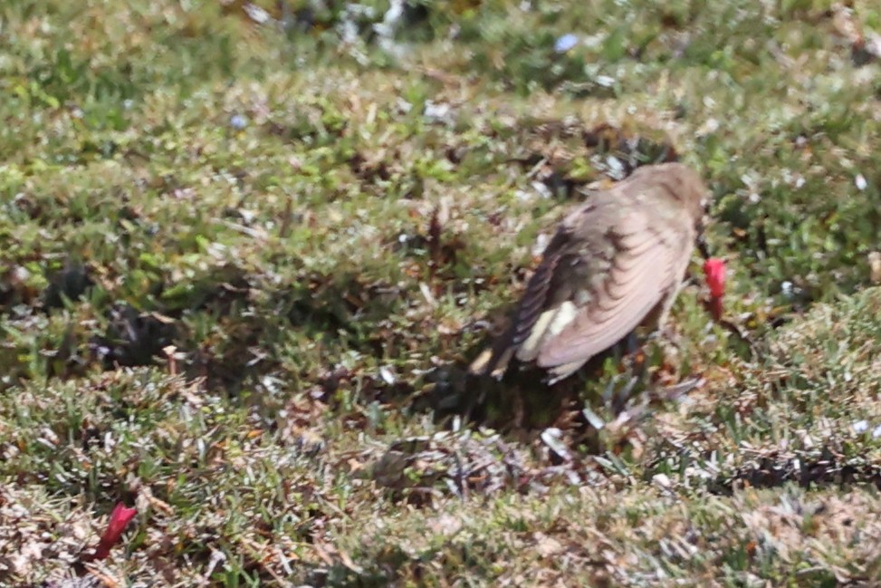 Olivaceous Thornbill - ML644347826