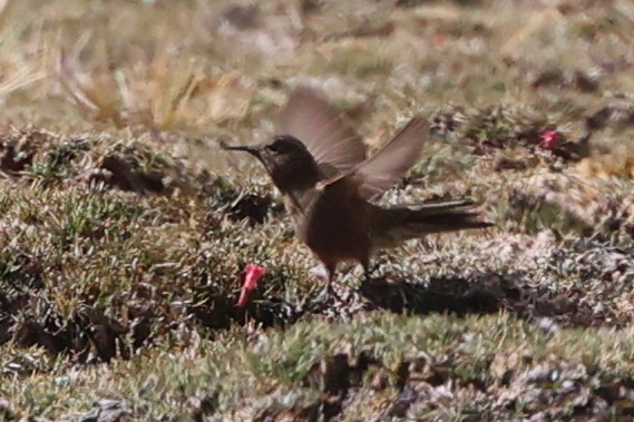 Olivaceous Thornbill - ML644347827