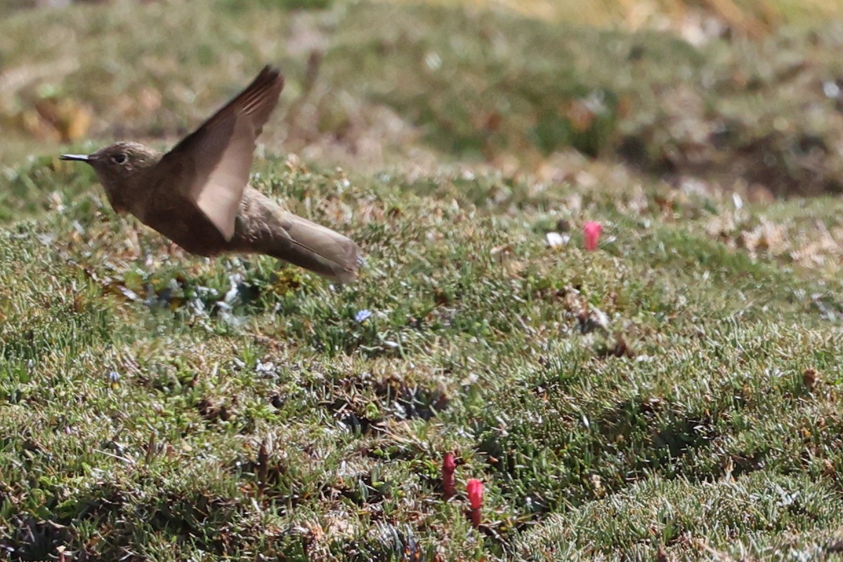 Olivaceous Thornbill - ML644347828