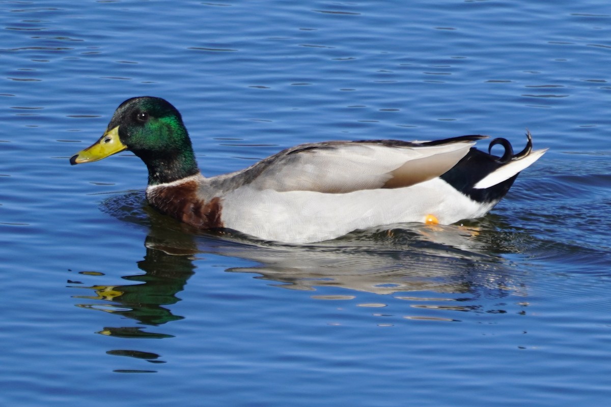 Canard colvert - ML644347829