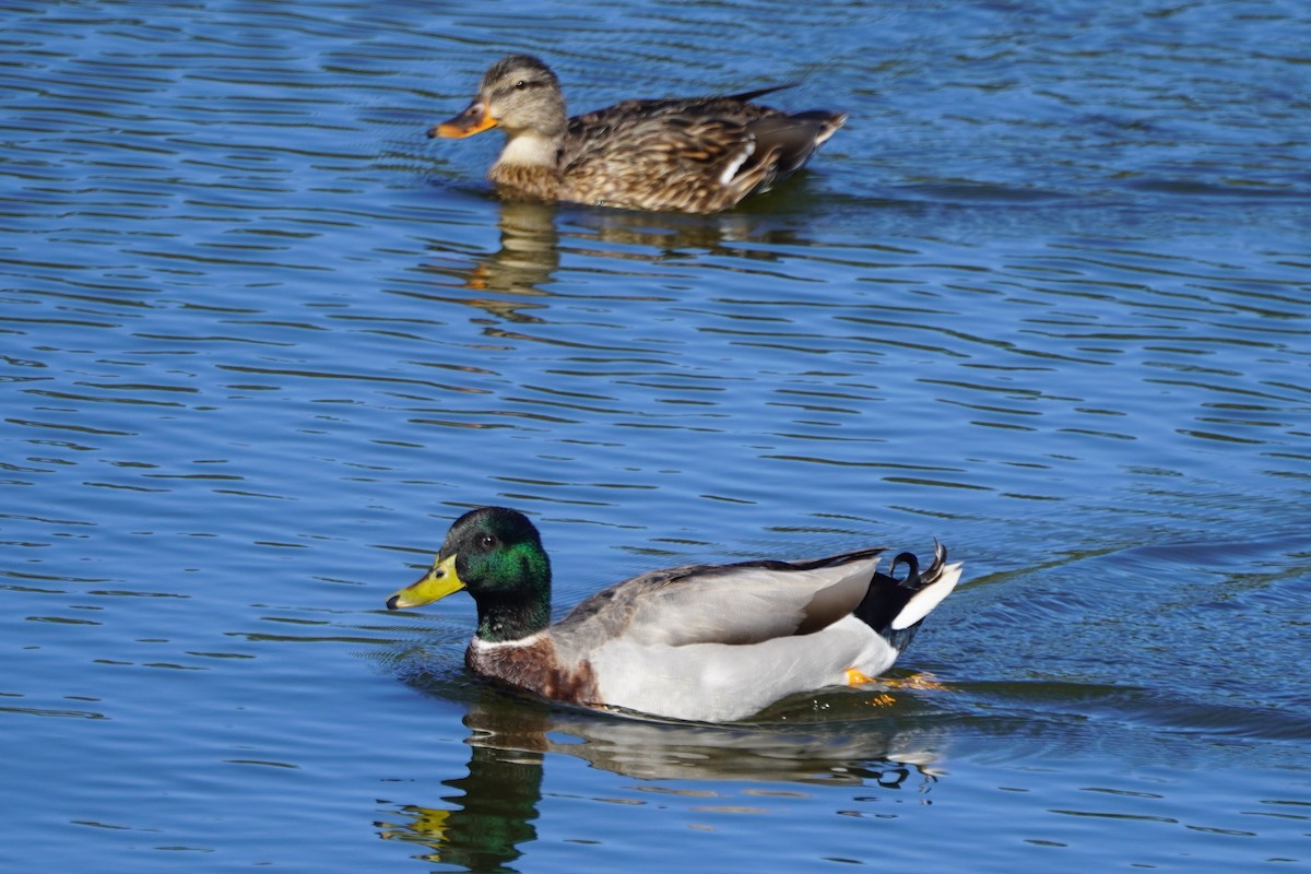 Canard colvert - ML644347839