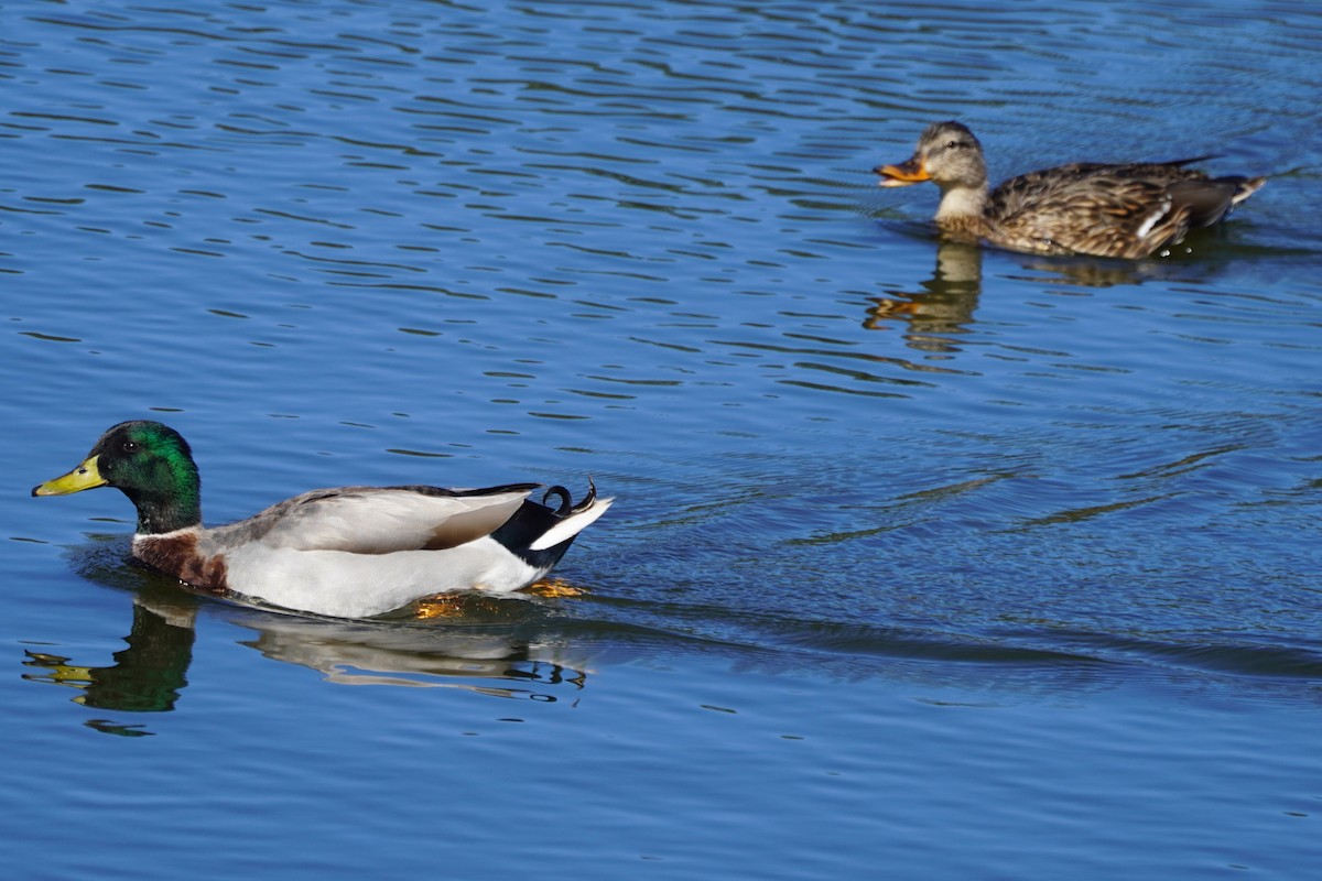 Canard colvert - ML644347843