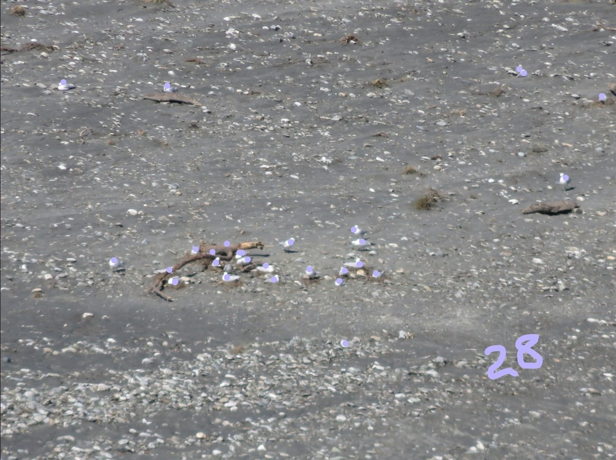 Black-billed Gull - ML644347860