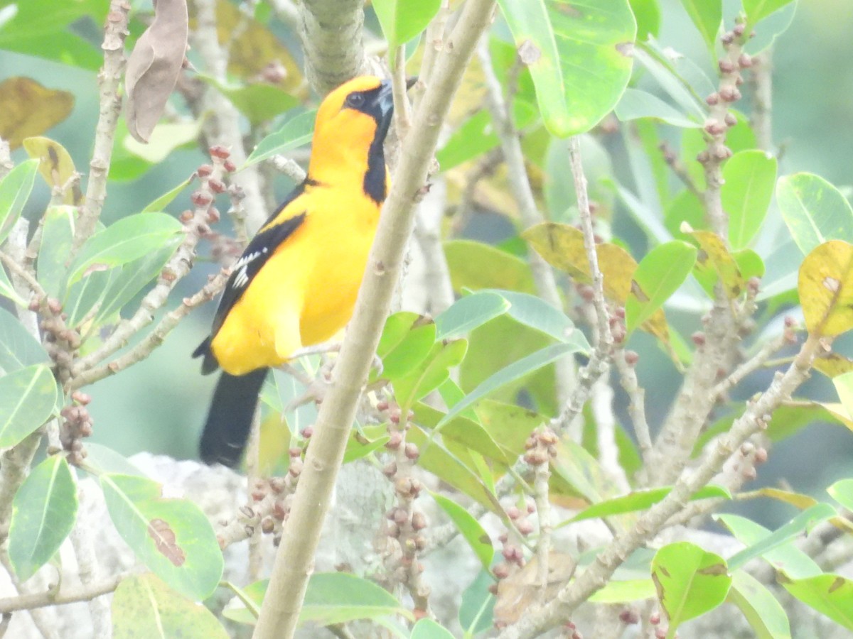 Altamira Oriole - ML644347861
