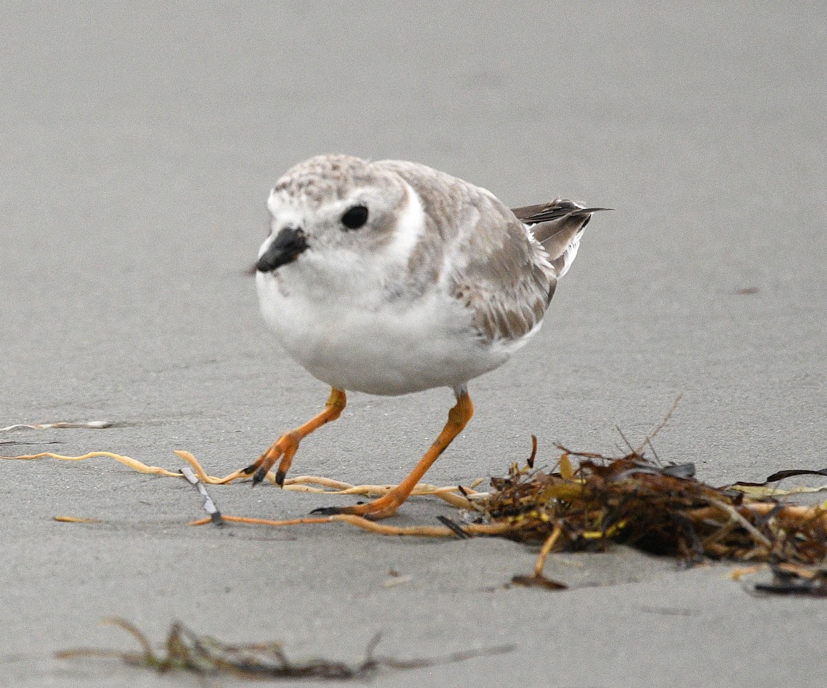 Flötenregenpfeifer - ML644347867