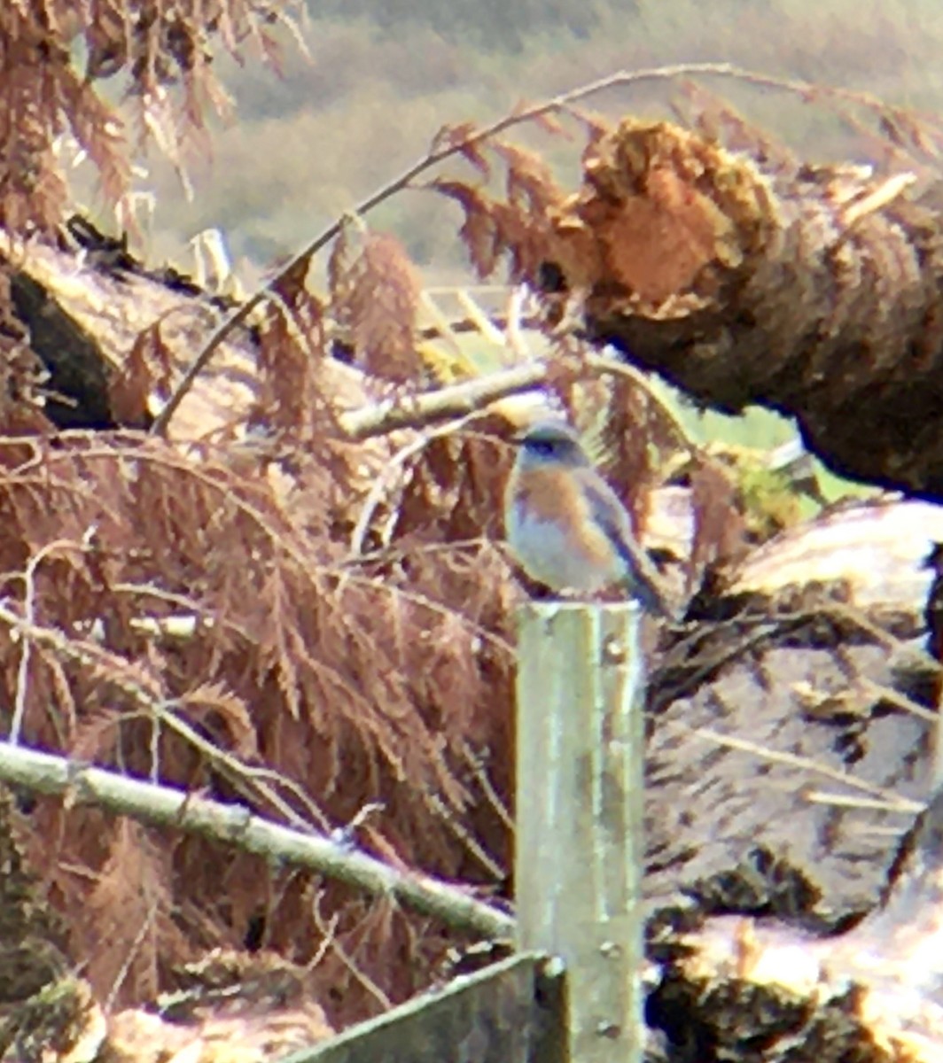 Western Bluebird - ML644347869
