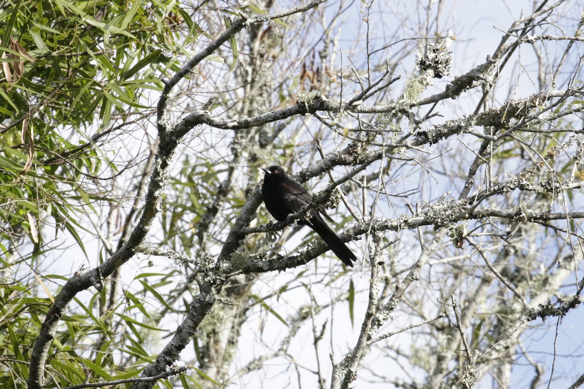 Variable Oriole - ML644347870