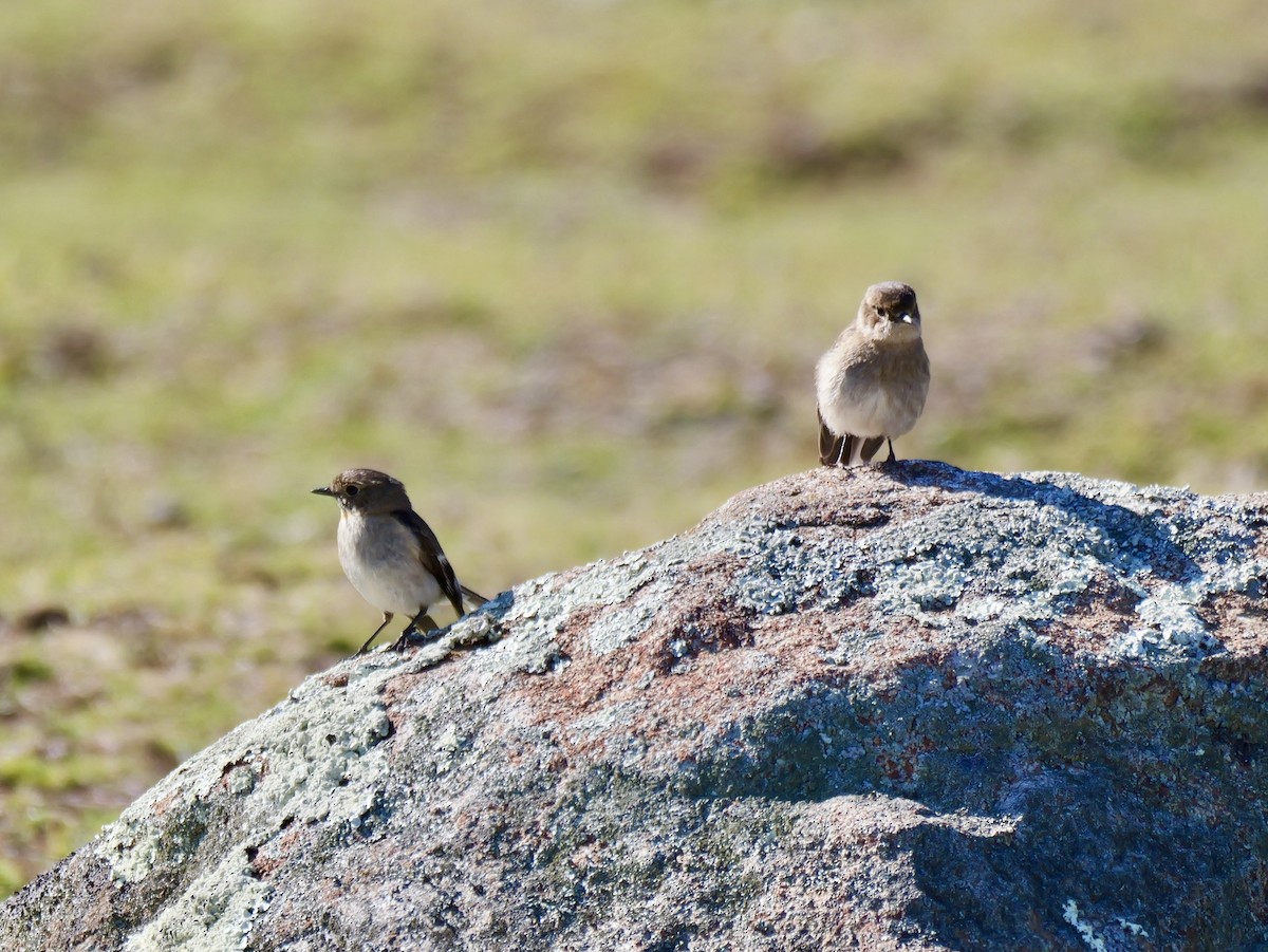 lejsčík ohnivý - ML644347880