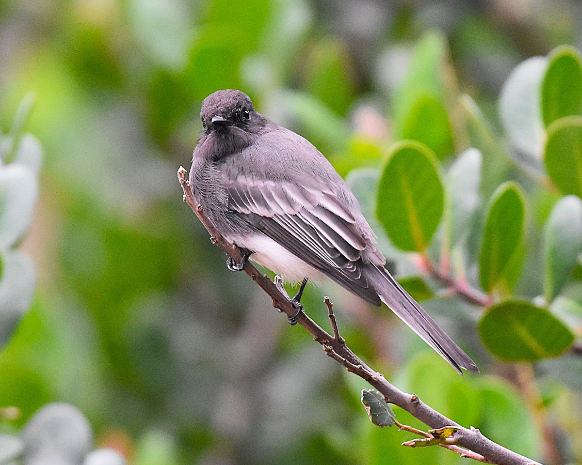 Black Phoebe - ML644347882