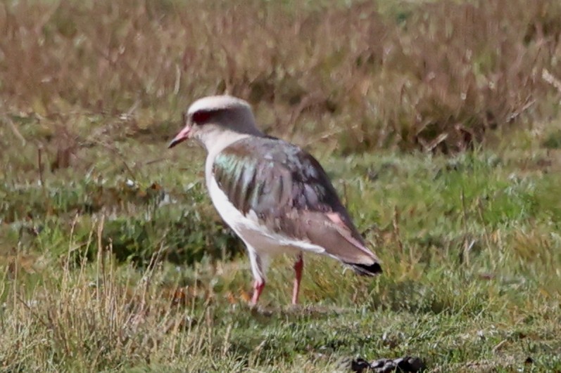 Andean Lapwing - ML644347891