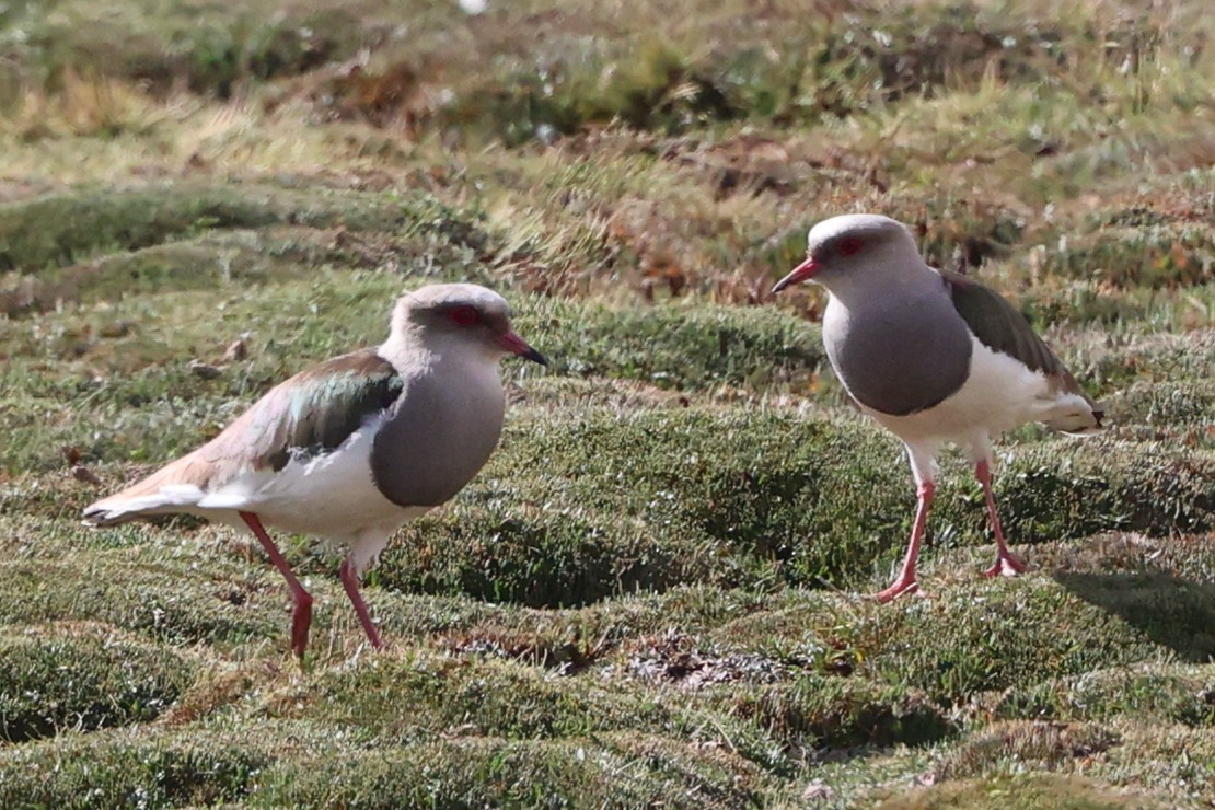 Andean Lapwing - ML644347892