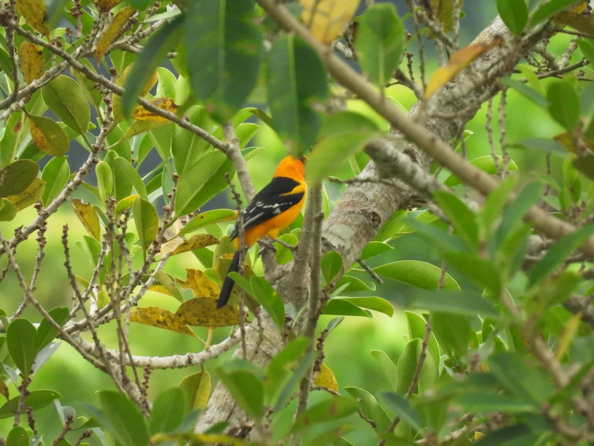 Altamira Oriole - ML644347896