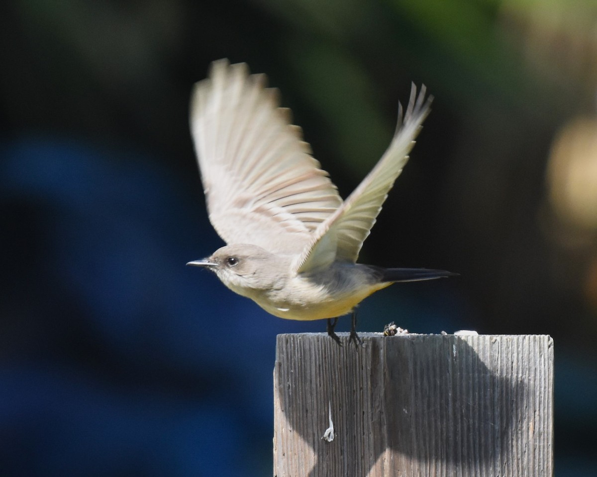 Say's Phoebe - ML644347902