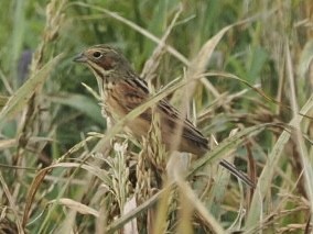 Шар нүдэн хөмрөг - ML644347904