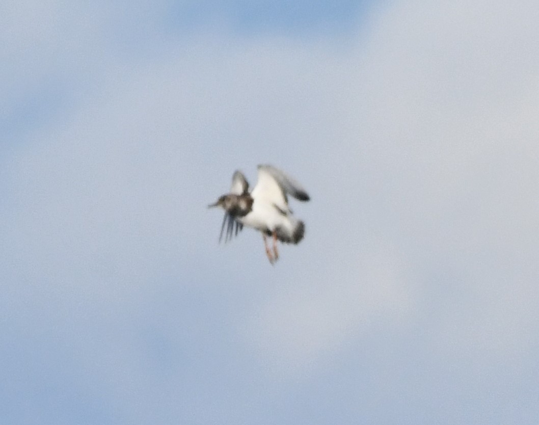 Tournepierre à collier - ML644347910