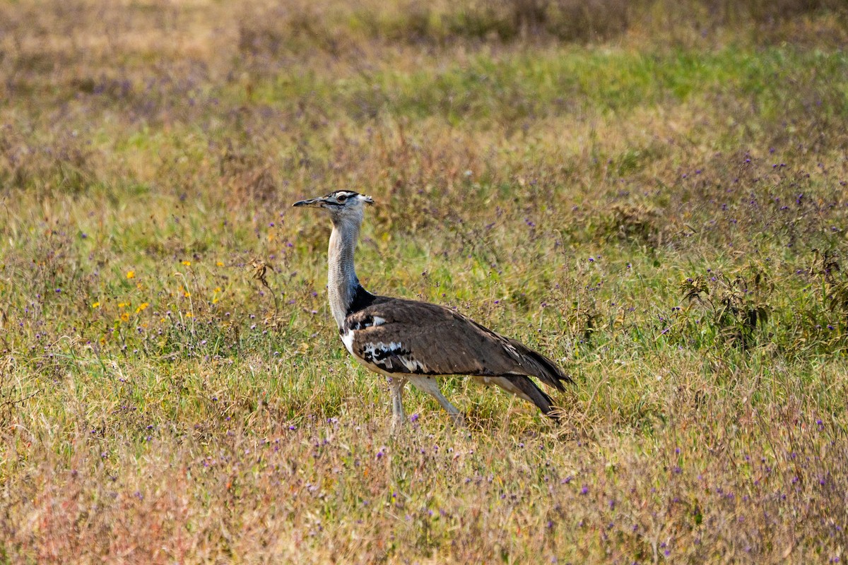 Kori Toyu - ML644347911