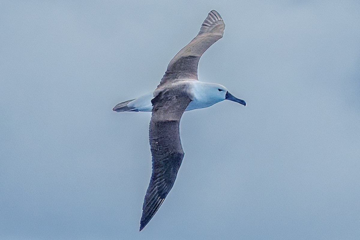 Indian Yellow-nosed Albatross - ML644347912