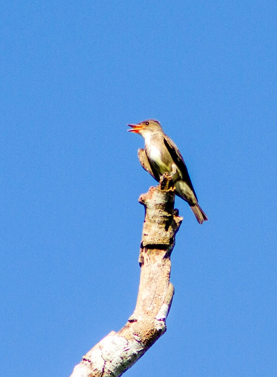 Olive-sided Flycatcher - ML644347919