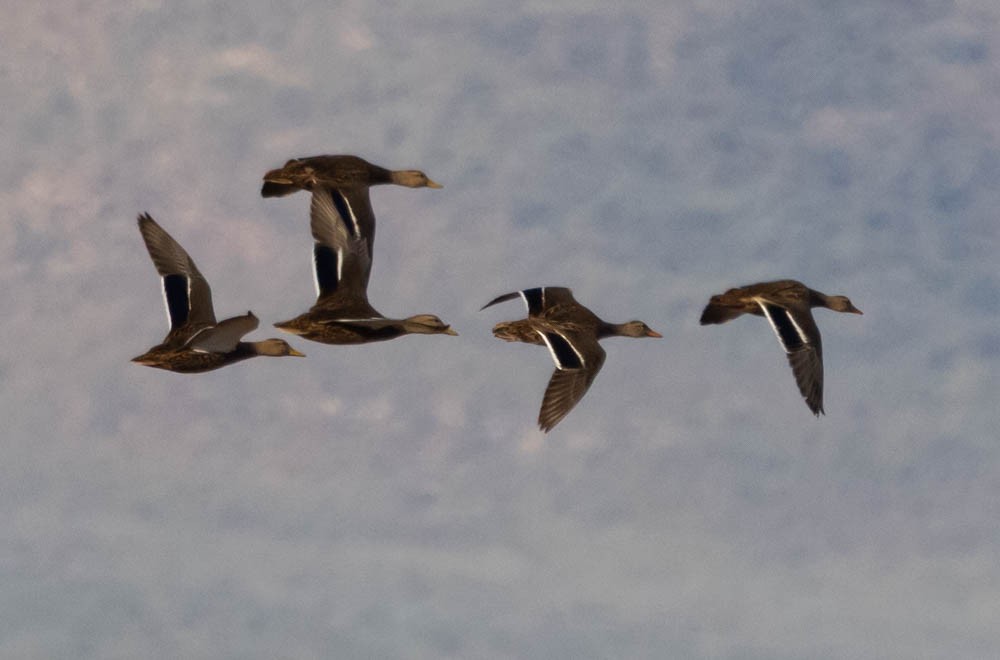 Mexican Duck - ML644347920