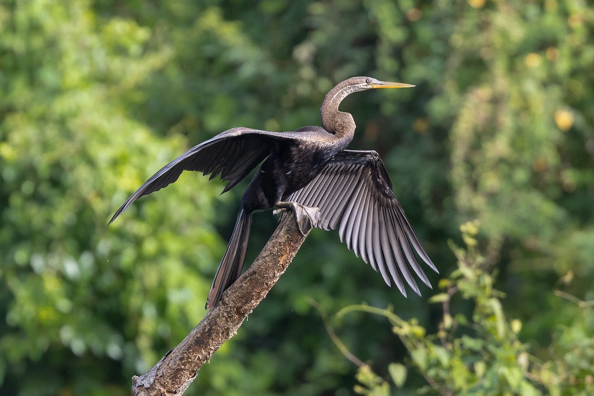 Anhinga roux - ML644347926