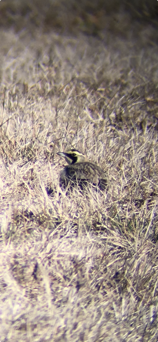 ハマヒバリ - ML644347933