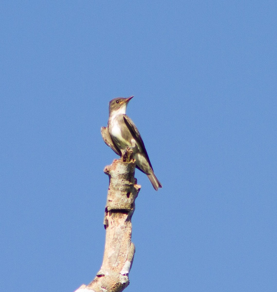 Olive-sided Flycatcher - ML644347934