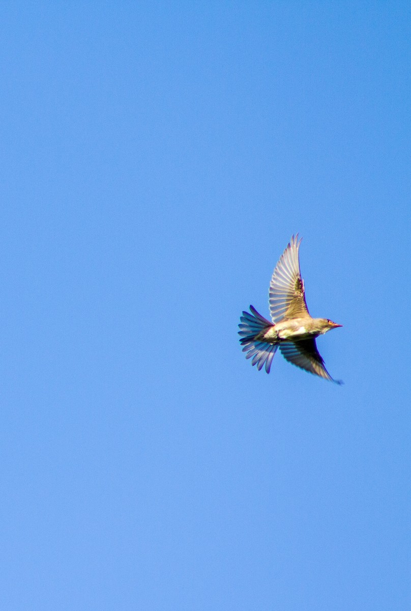 Olive-sided Flycatcher - ML644347939