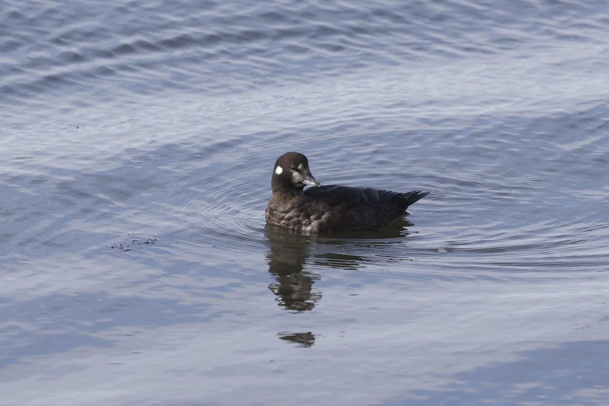 Harlequin Duck - ML644347948