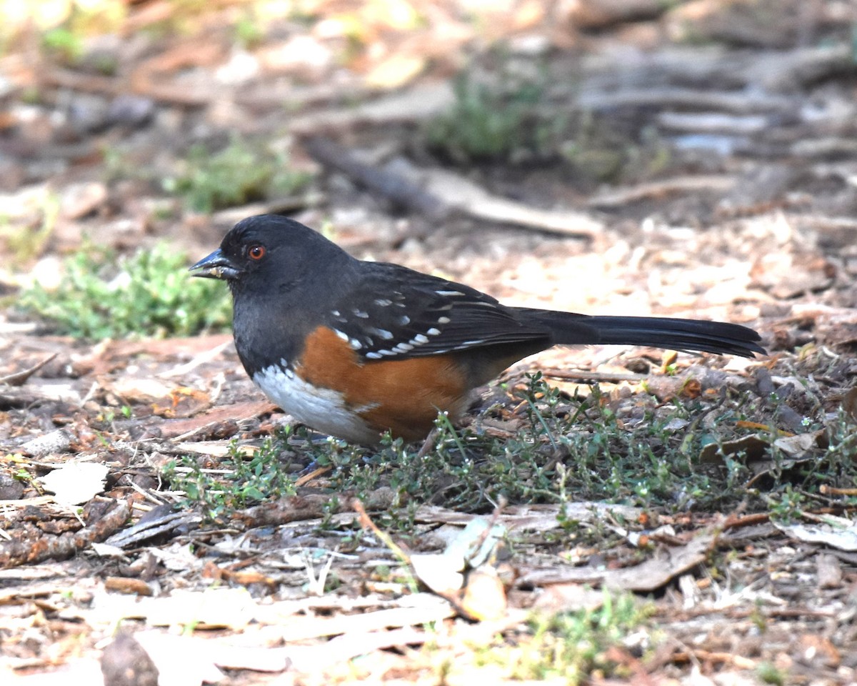 Spotted Towhee - ML644347950
