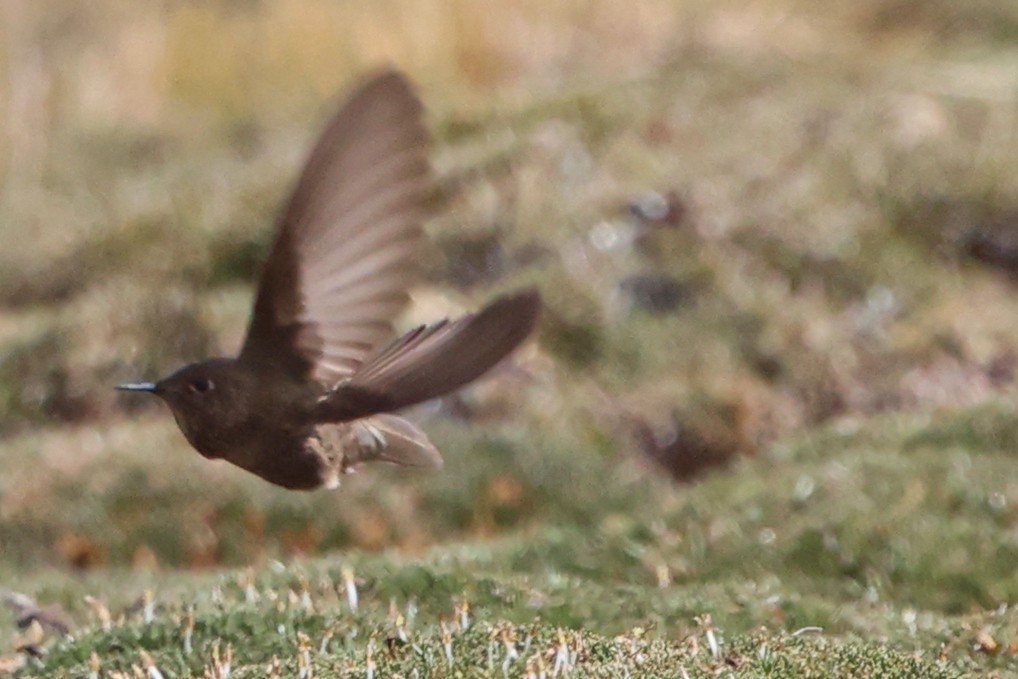 Olivaceous Thornbill - ML644347954