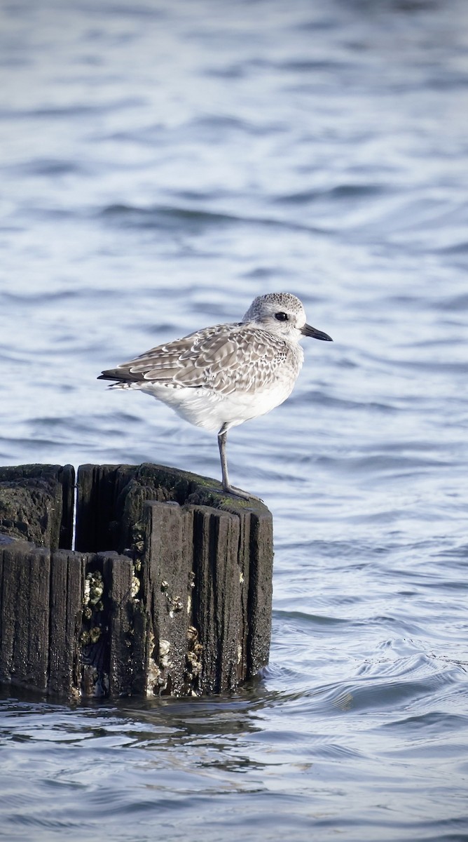 Chorlito Gris - ML644347955