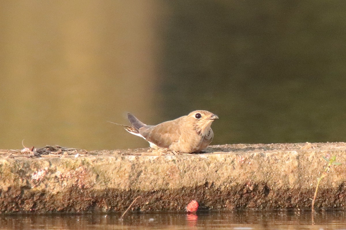 ツバメチドリ - ML644347956