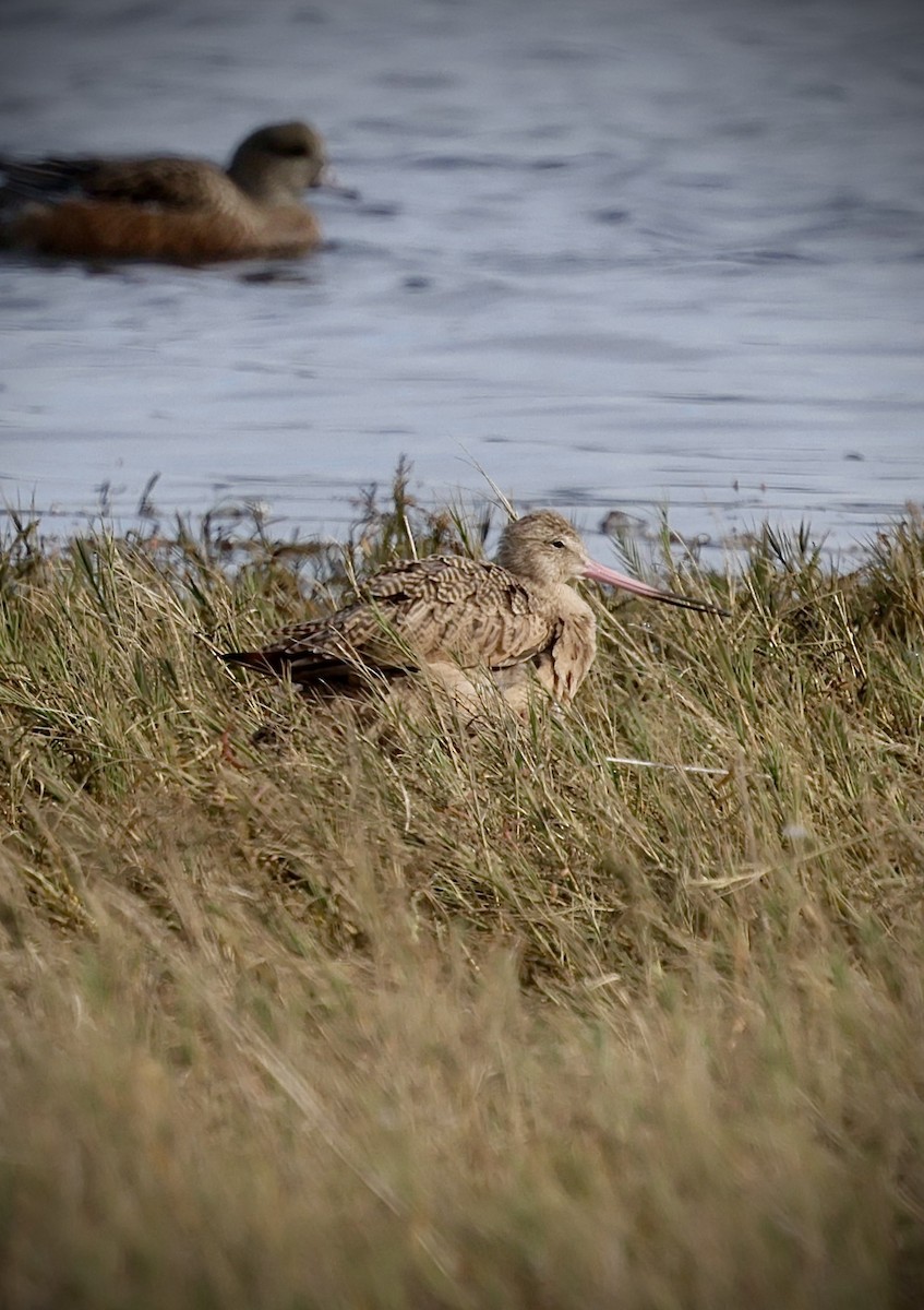 Marbled Godwit - ML644347957