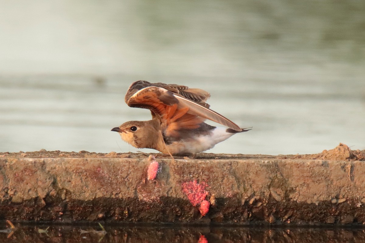 ツバメチドリ - ML644347959