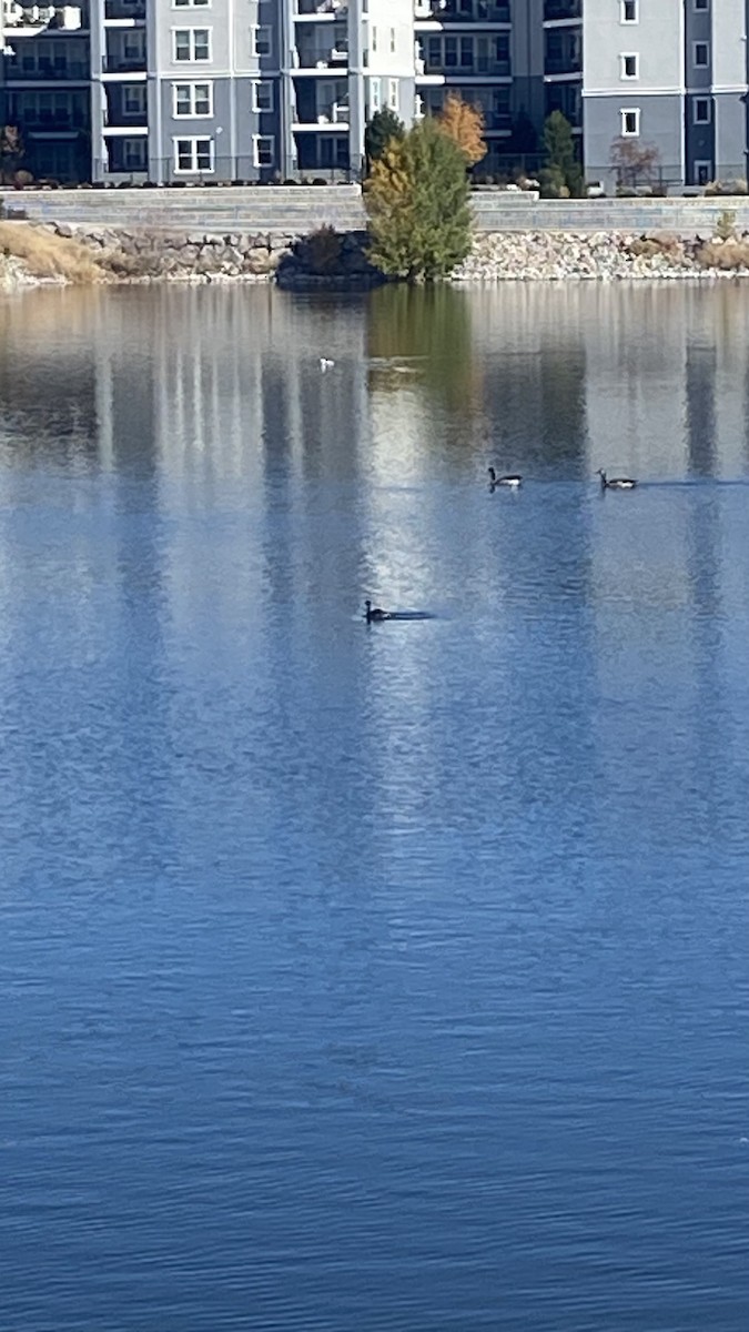 Western Grebe - ML644347961