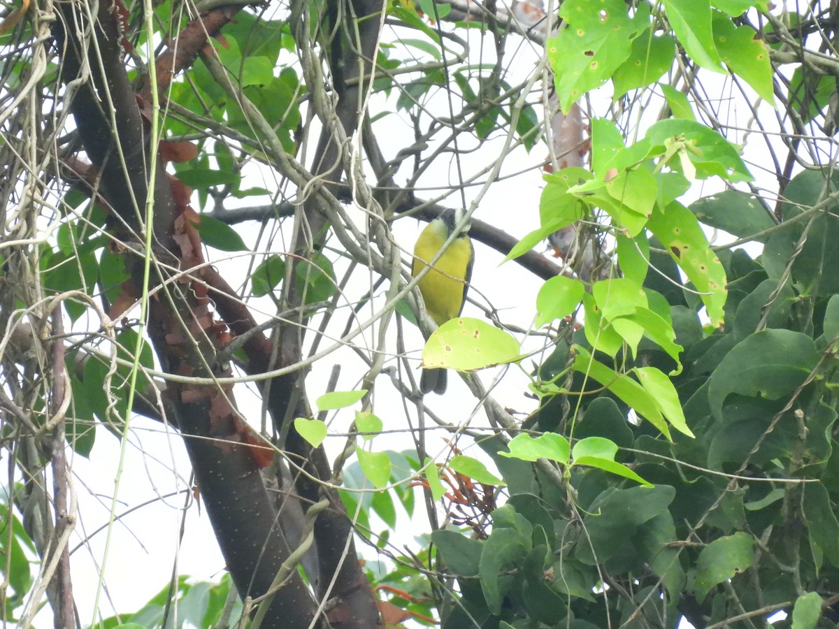 Social Flycatcher (Vermilion-crowned) - ML644347966