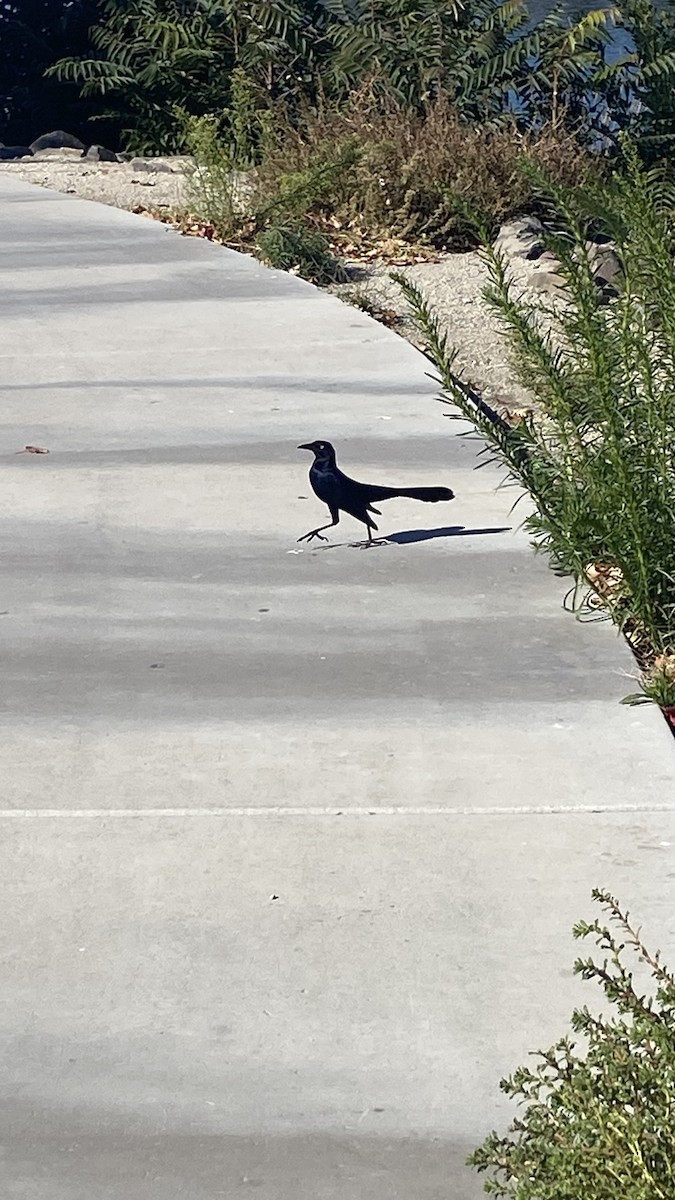 Great-tailed Grackle - ML644347967