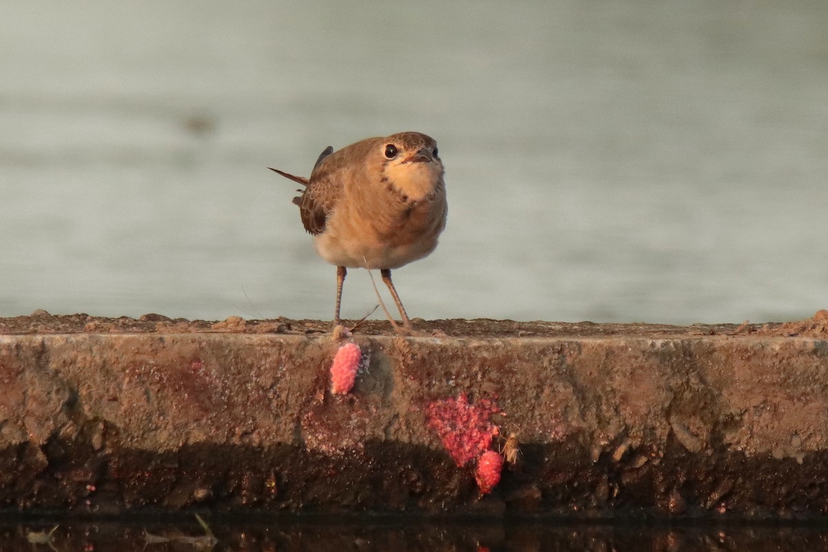 ツバメチドリ - ML644347978