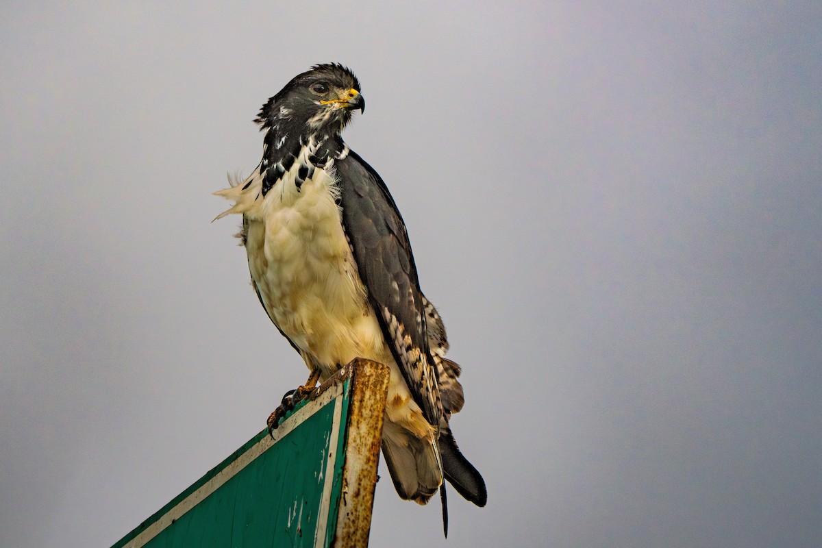 Augur Buzzard - ML644347987