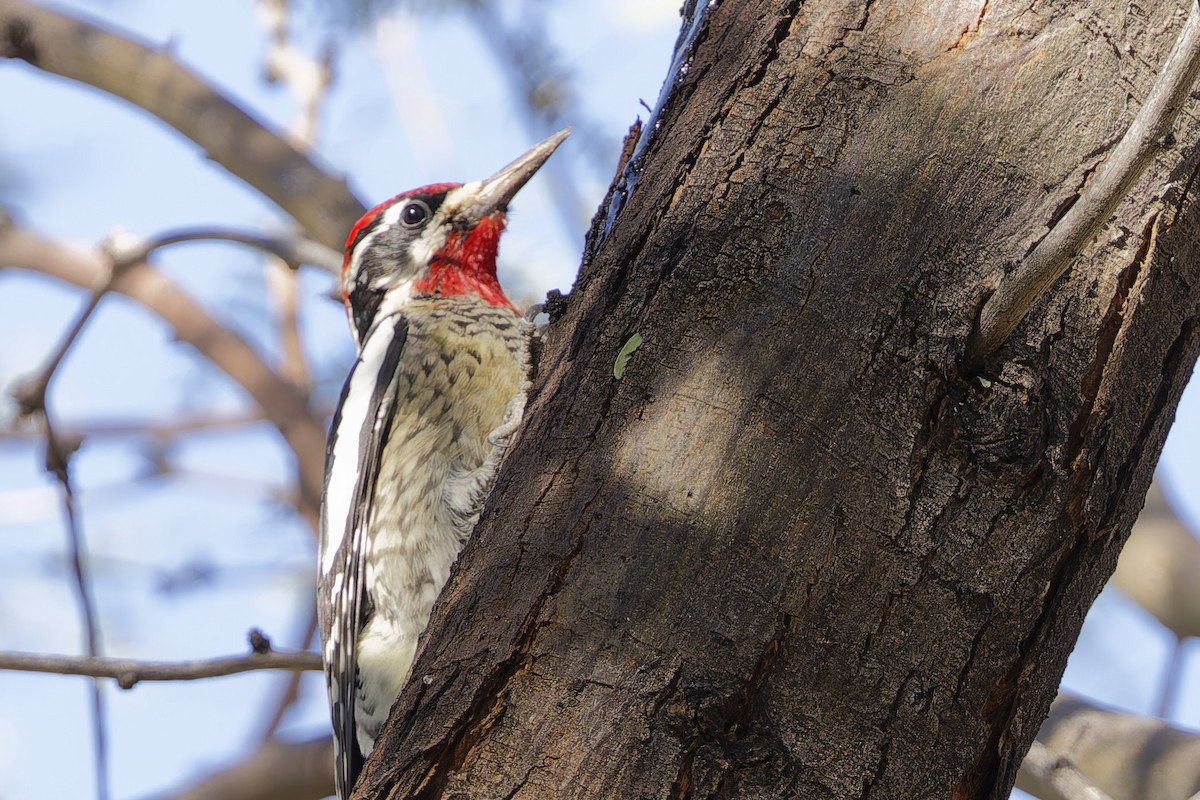 Rotnacken-Saftlecker - ML644347992