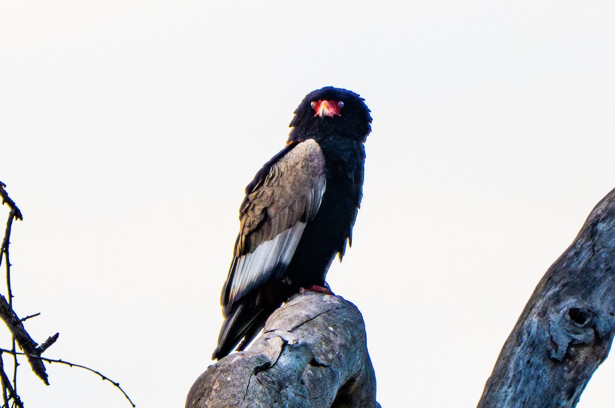 Bateleur des savanes - ML644348001