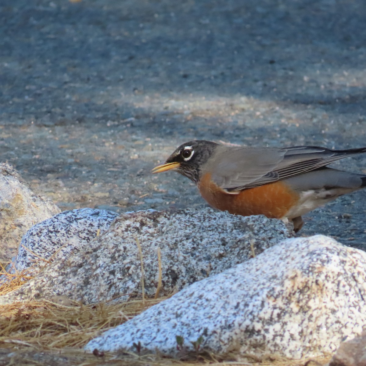 American Robin - ML644348002