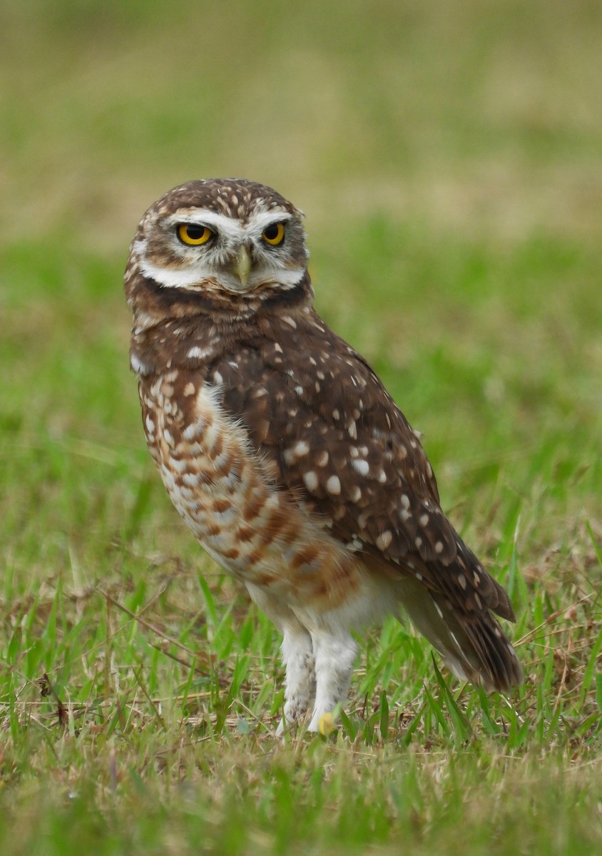 Burrowing Owl - ML644348003