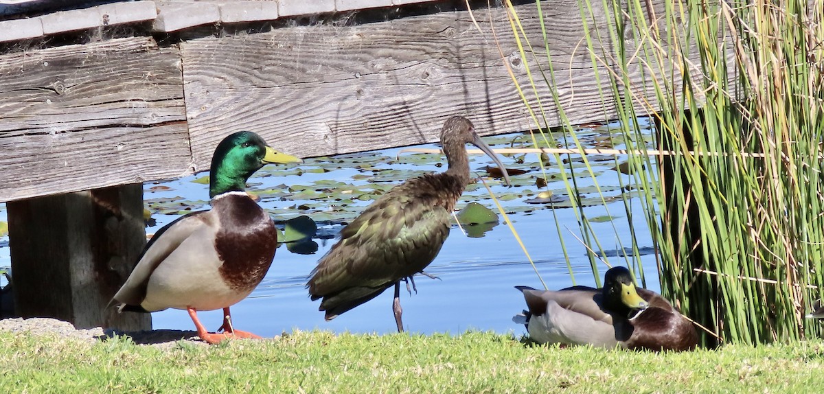 Canard colvert - ML644348008