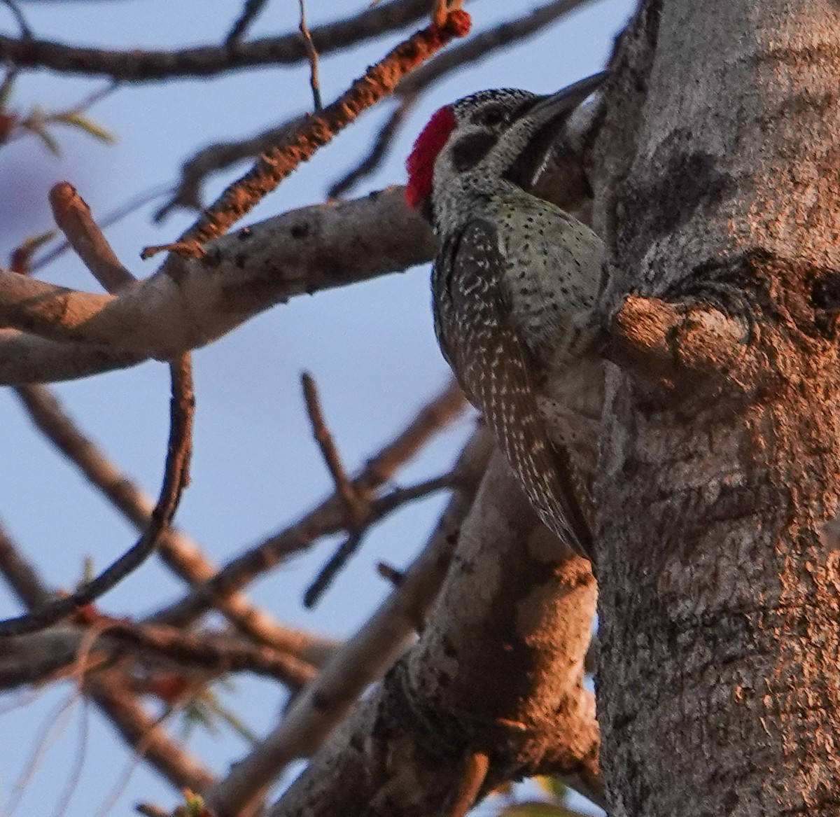 Pic de Bennett - ML644348011