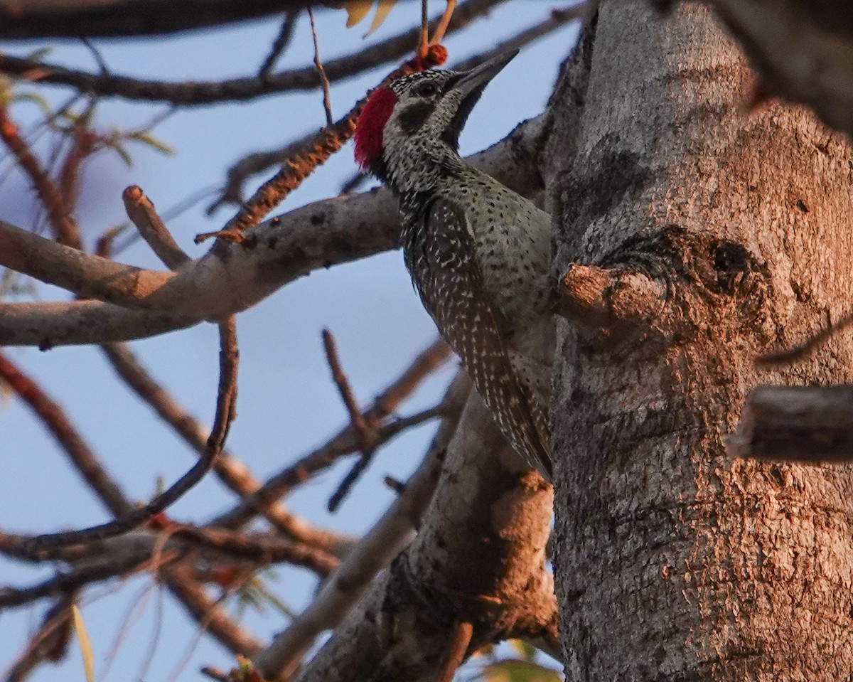 Pic de Bennett - ML644348012