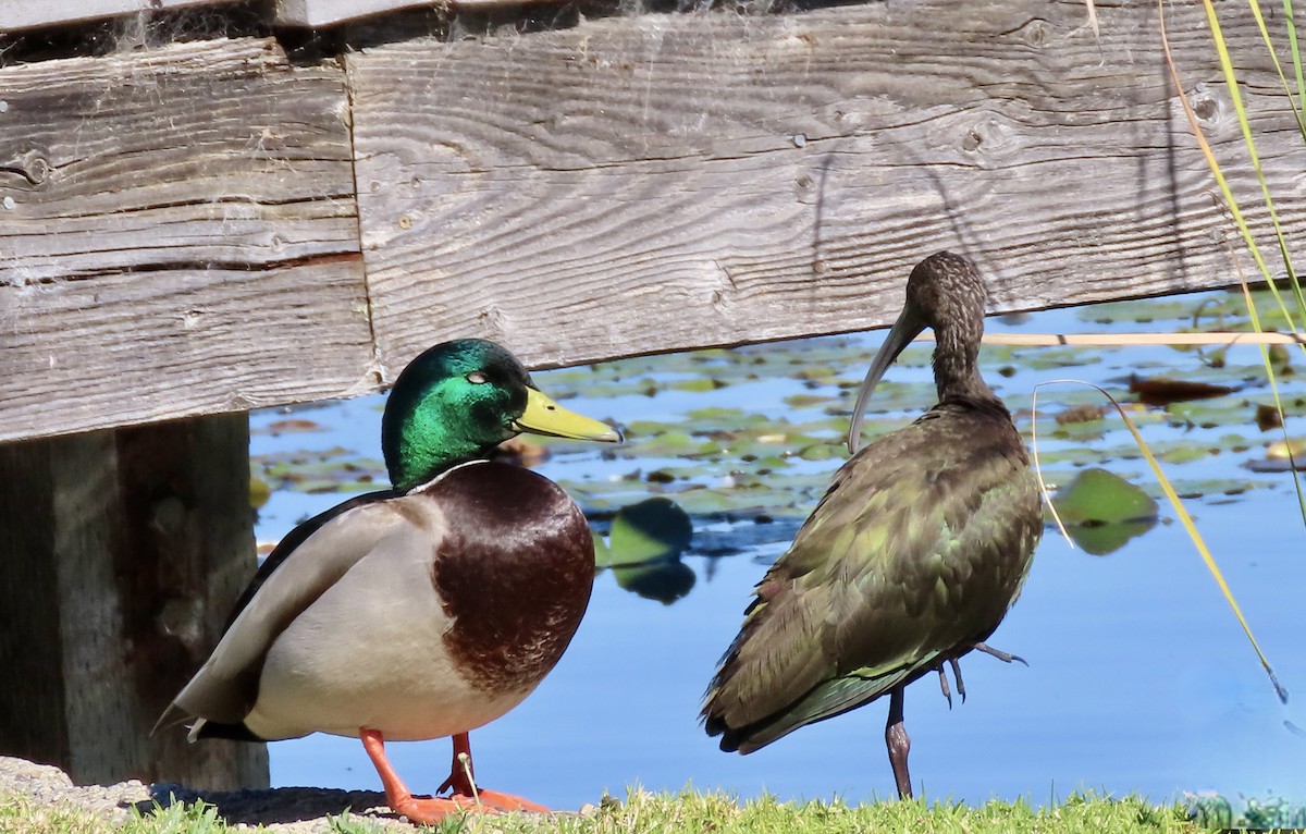 Canard colvert - ML644348015