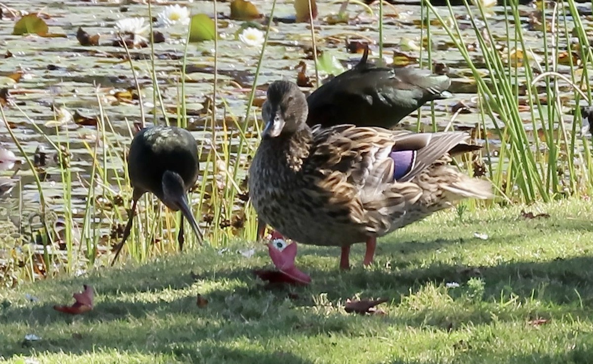 Canard colvert - ML644348016