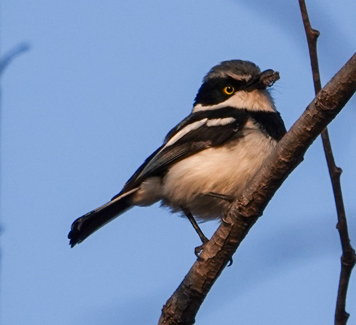 Chinspot Batis - ML644348018