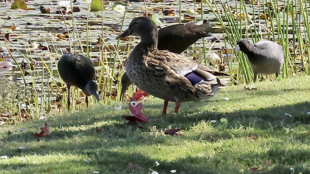 Canard colvert - ML644348019